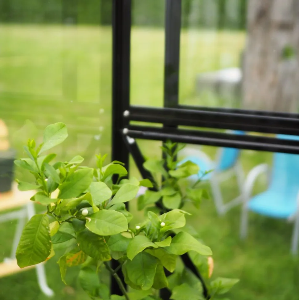 Växthus 6,4 m² | 4 mm säkerhetsglas | 5 års stormgaranti