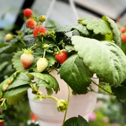 Växthus 12,7m² | 5 års stormgaranti | 4mm säkerhetsglas